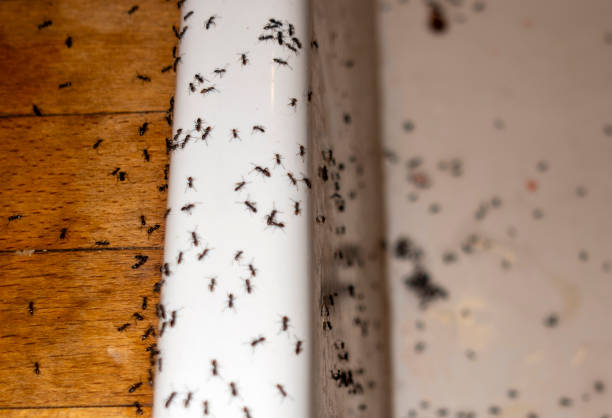 Best Residential Pest Control  in Oceana, WV
