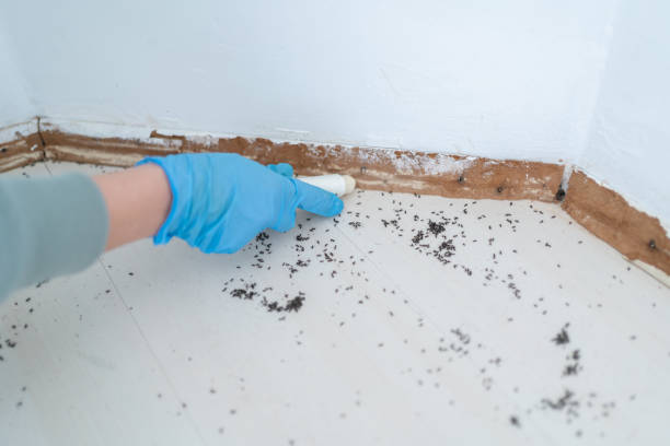 Best Affordable Pest Control Services  in Oceana, WV